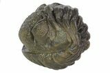 Wide Enrolled Pedinopariops Trilobite - Fantastic Detail #69752-1